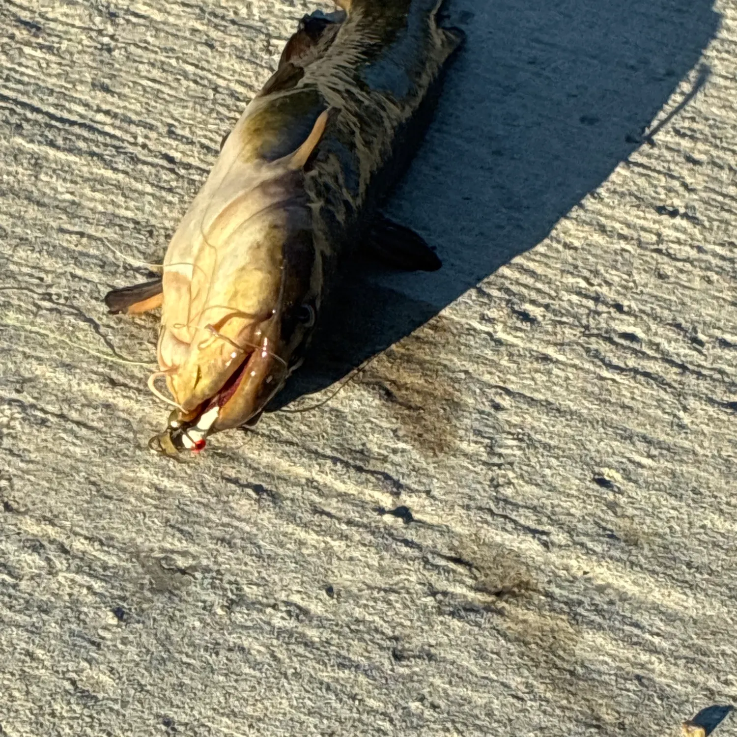 Black bullhead caught on Fishbrain