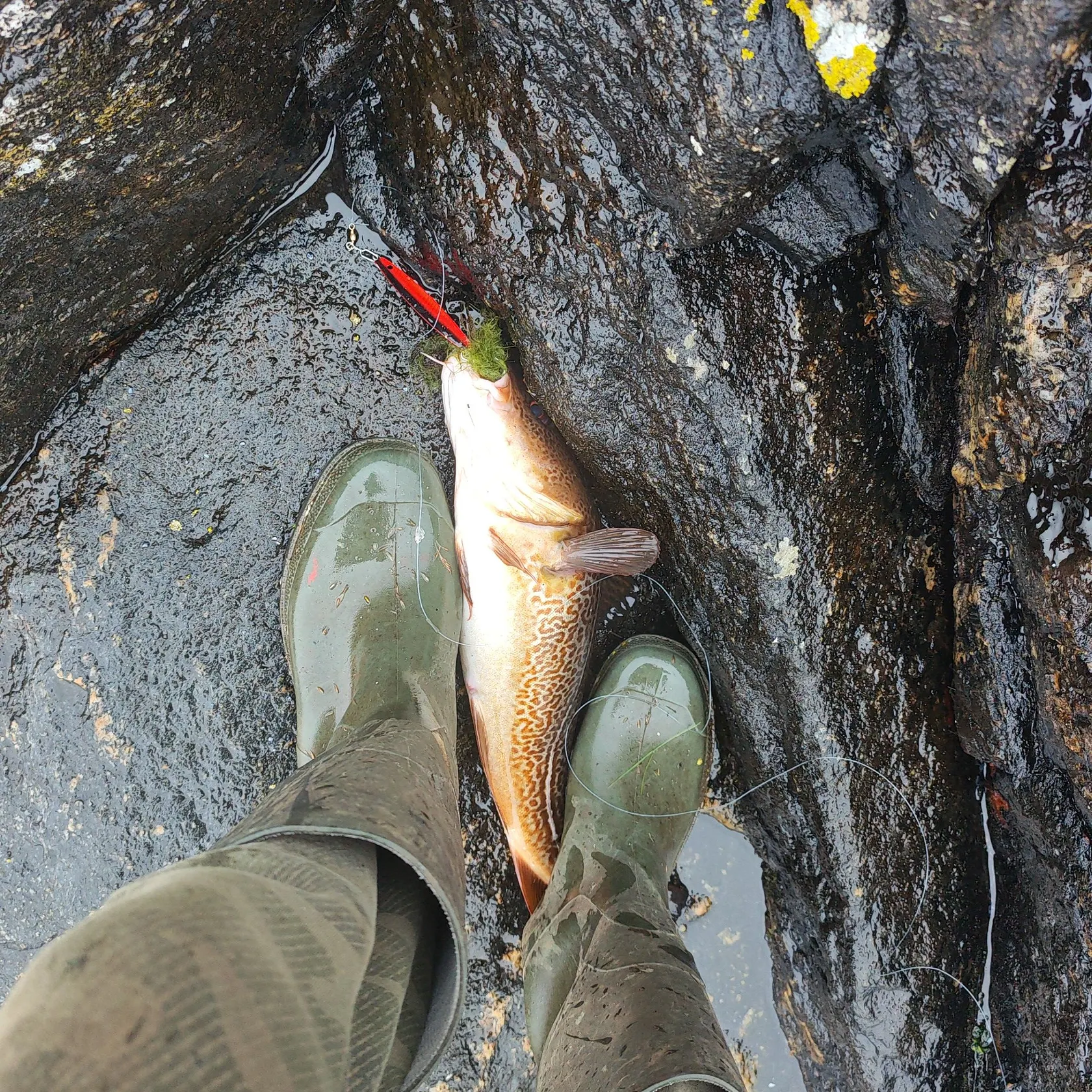 Atlantic cod caught on Fishbrain