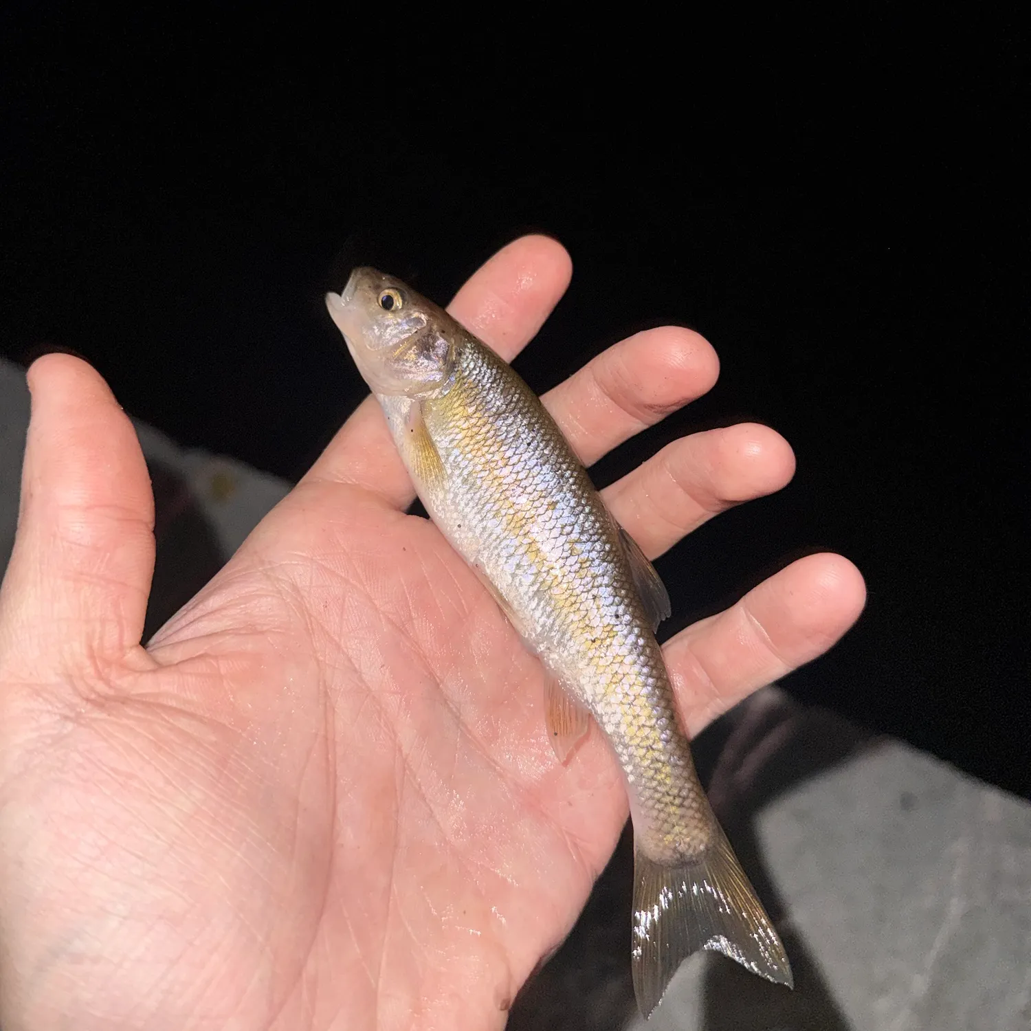 Creek chub caught on Fishbrain