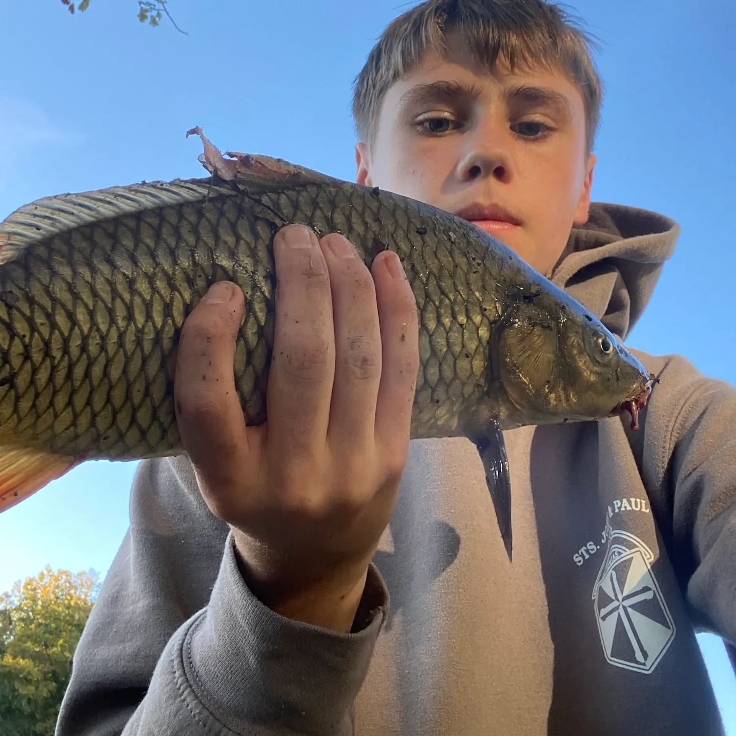 Common carp caught on Fishbrain