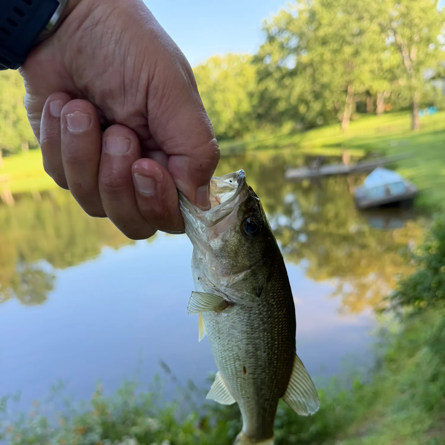 Largemouth bass caught on Fishbrain