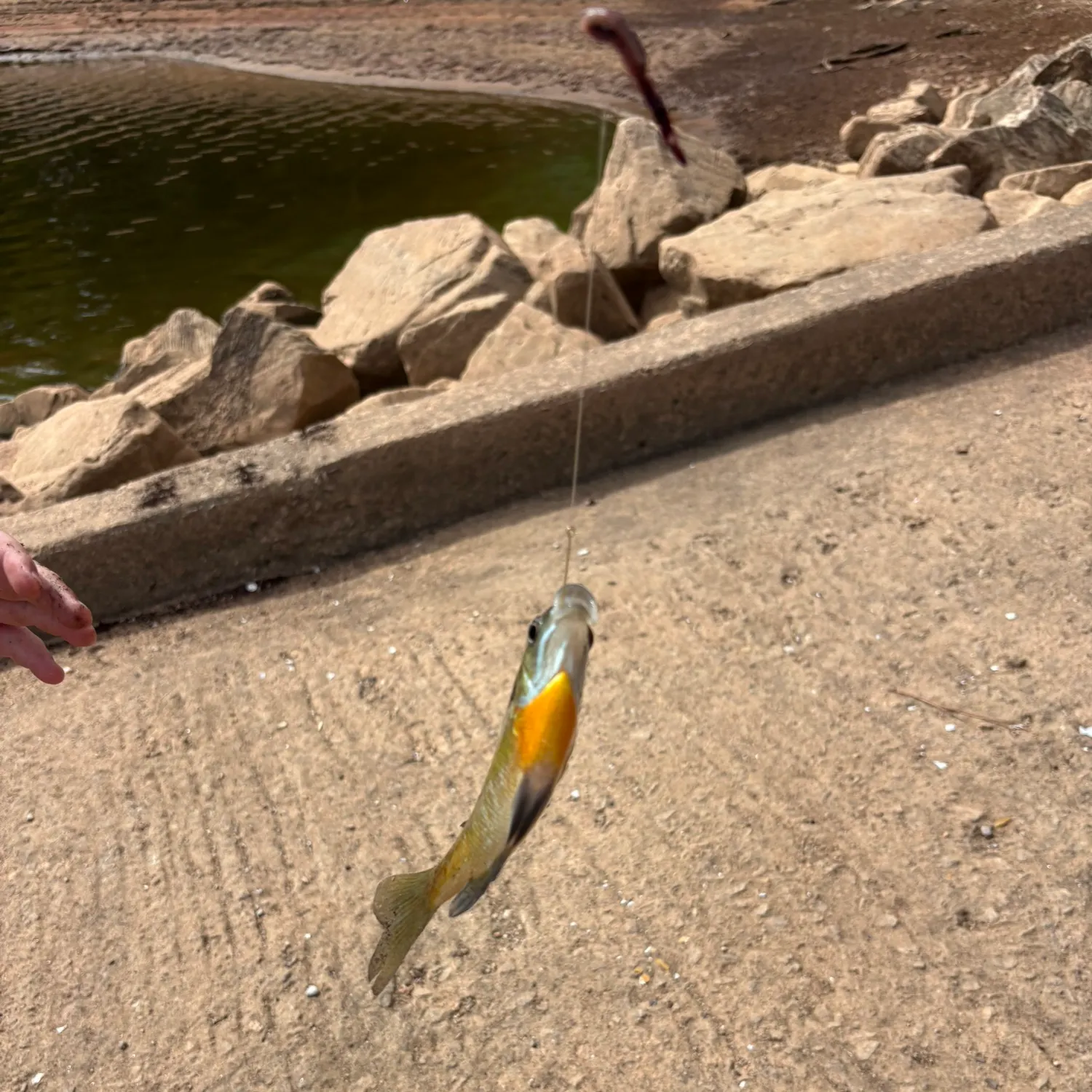Fish caught on Fishbrain