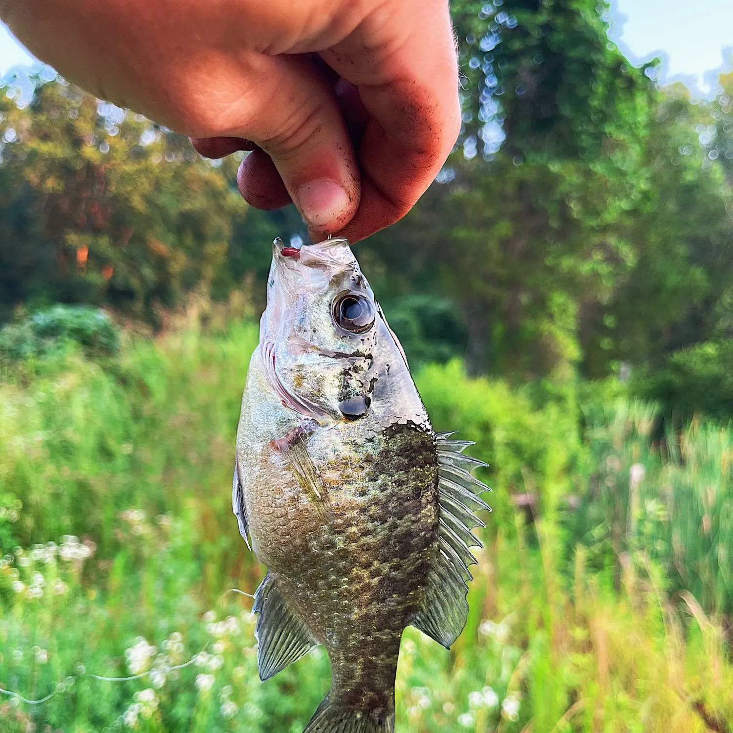 The most recent Wargill hybrid catches on Fishbrain