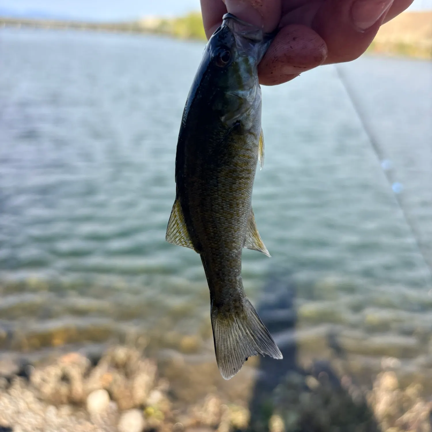Smallmouth bass caught on Fishbrain
