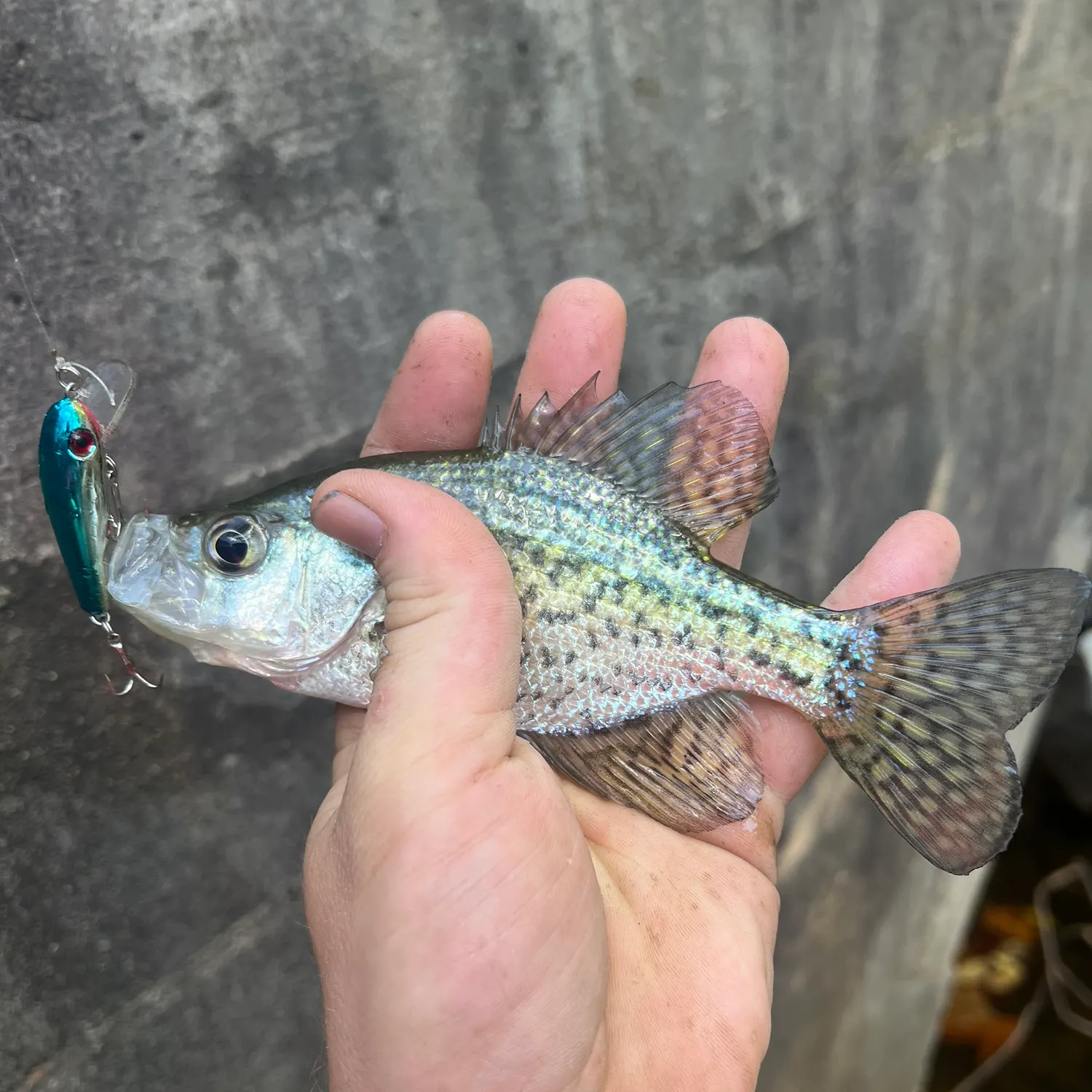 Black crappie caught on Fishbrain