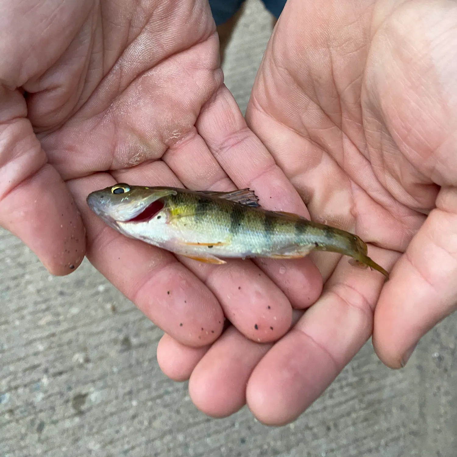 Yellow perch caught on Fishbrain
