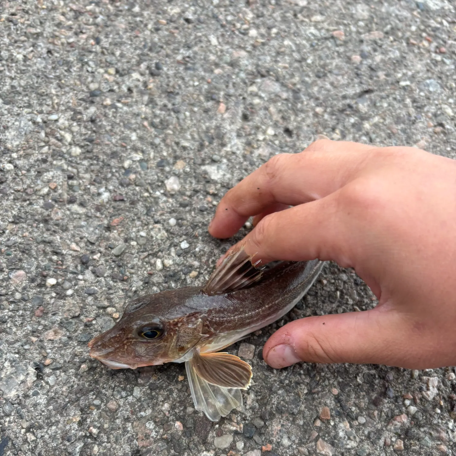 The most recent Red gurnard catches on Fishbrain