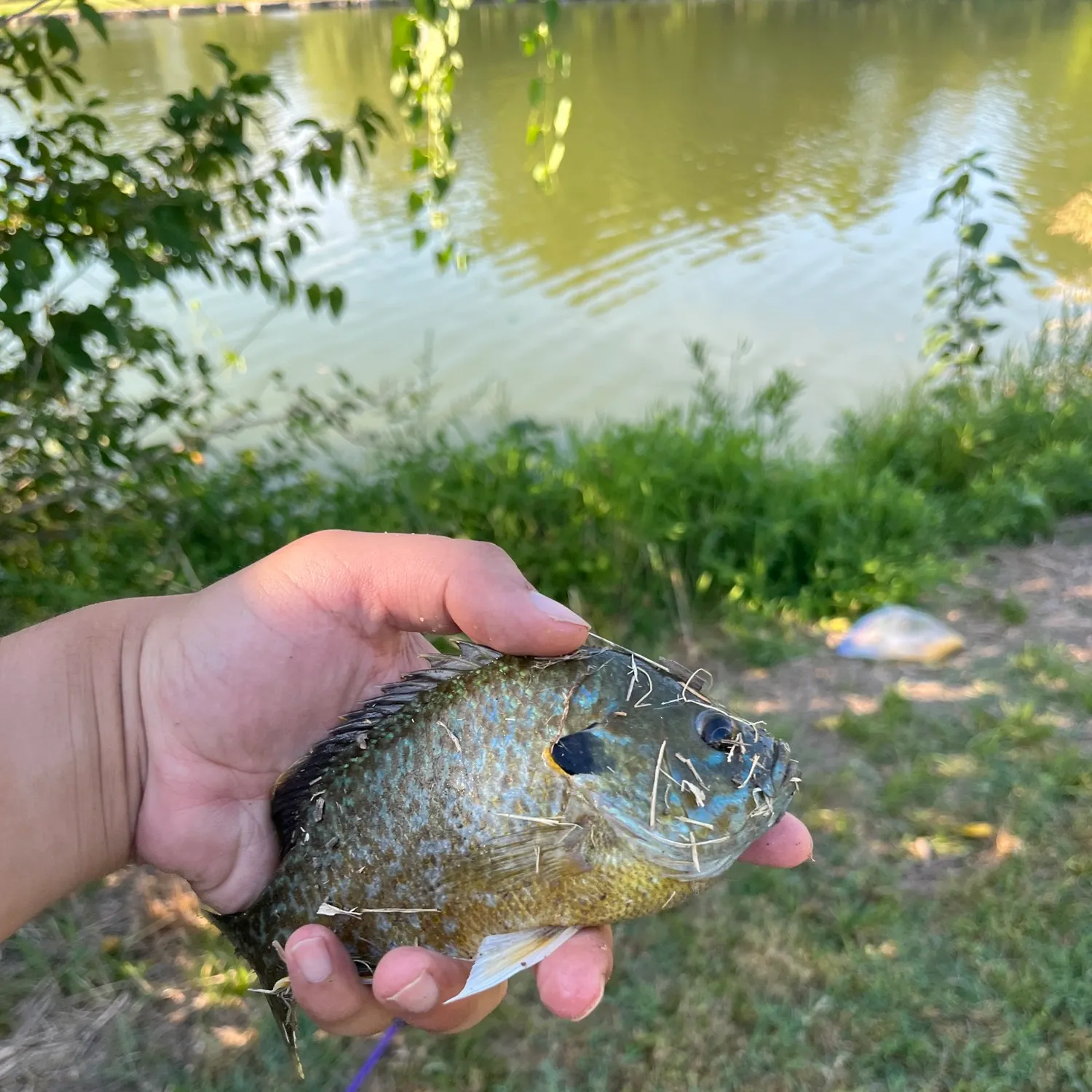 Bluegill caught on Fishbrain