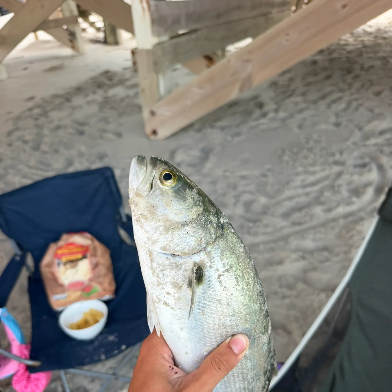 Bluefish caught on Fishbrain