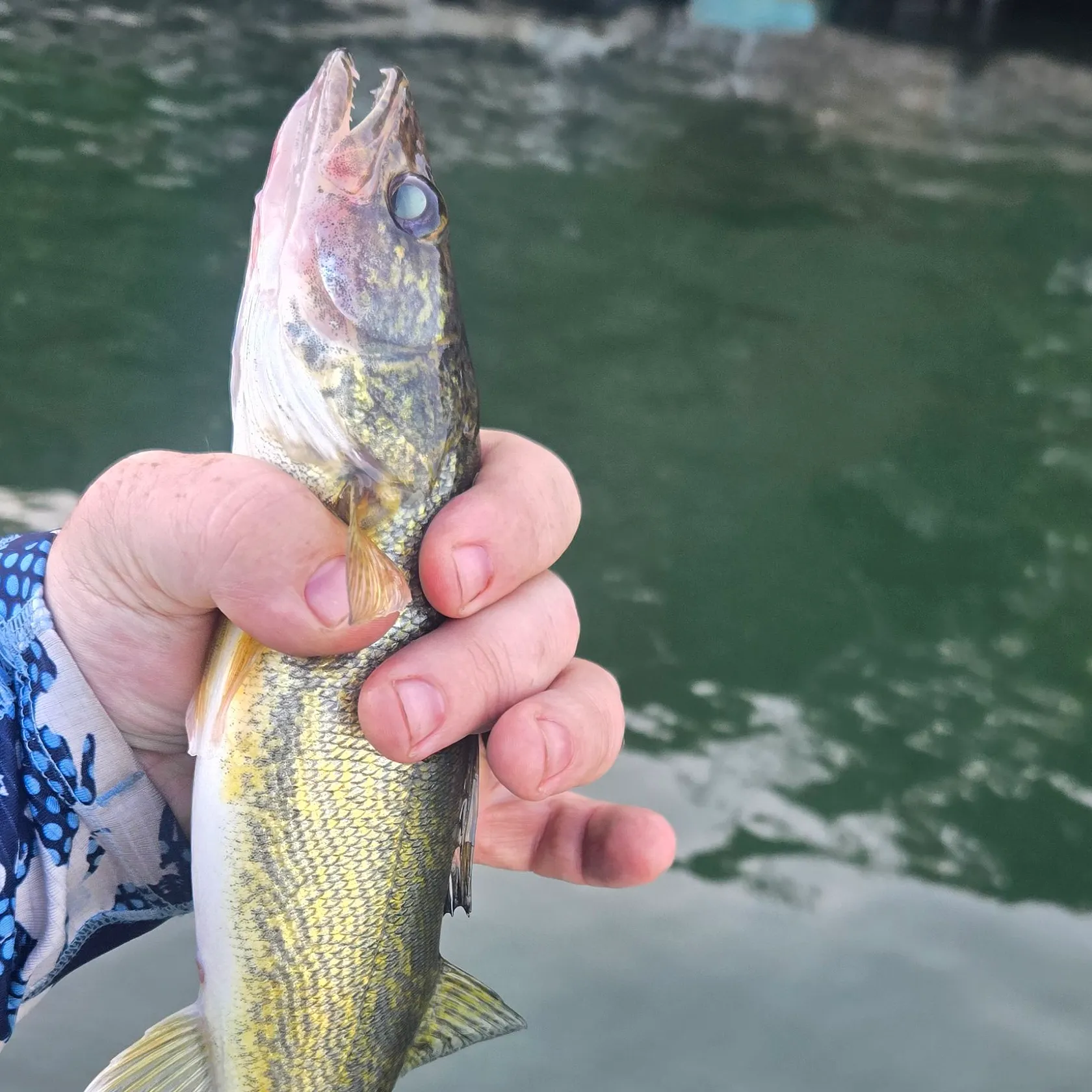Walleye caught on Fishbrain