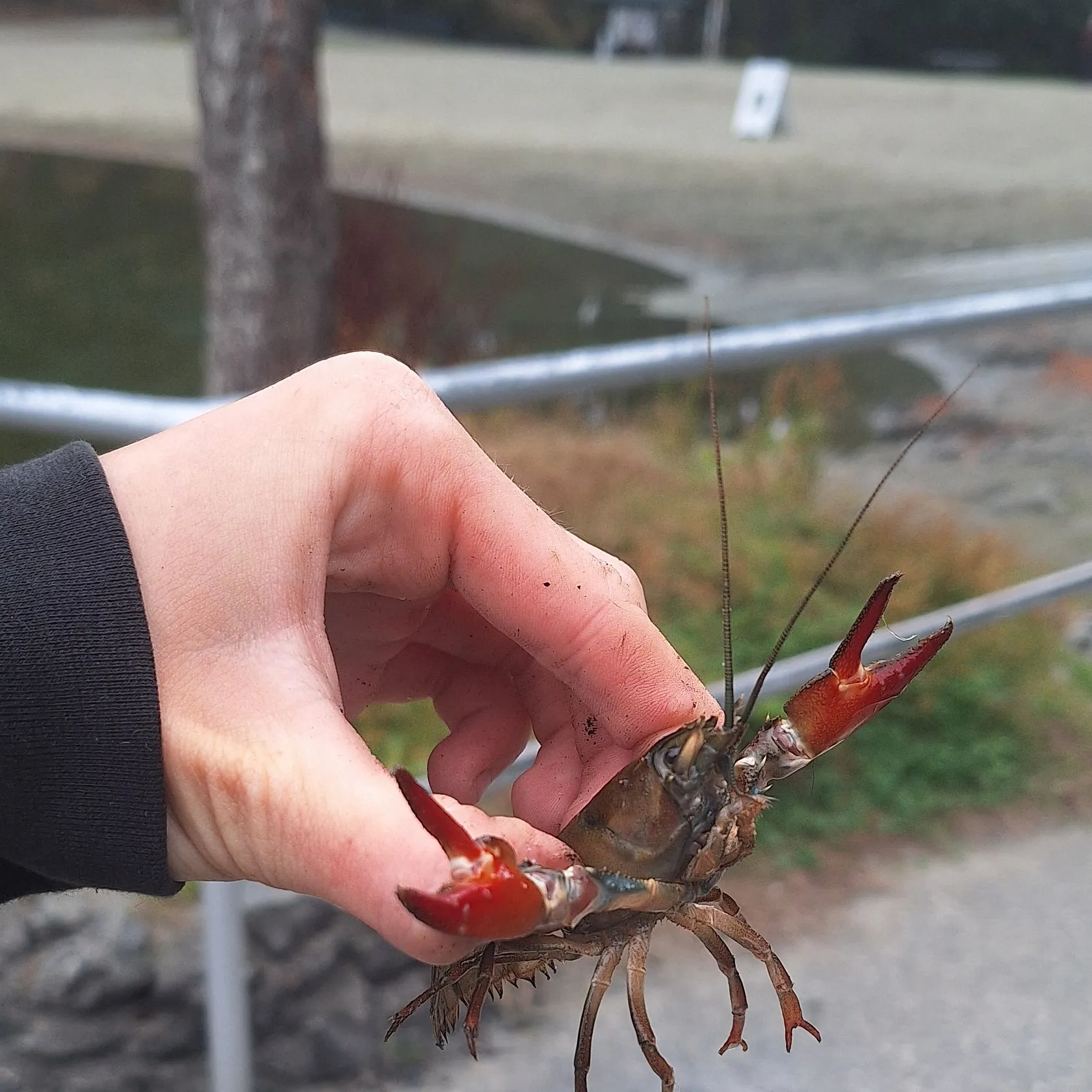 The most recent Signal crayfish catches on Fishbrain