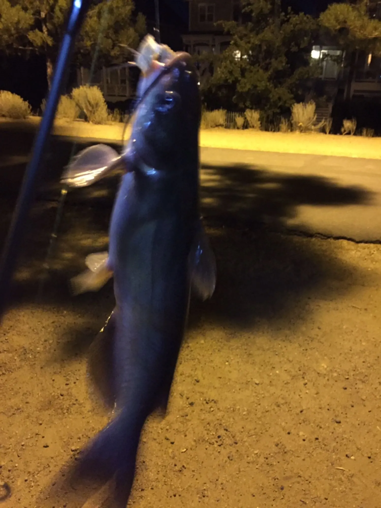 Post image from AgentS19