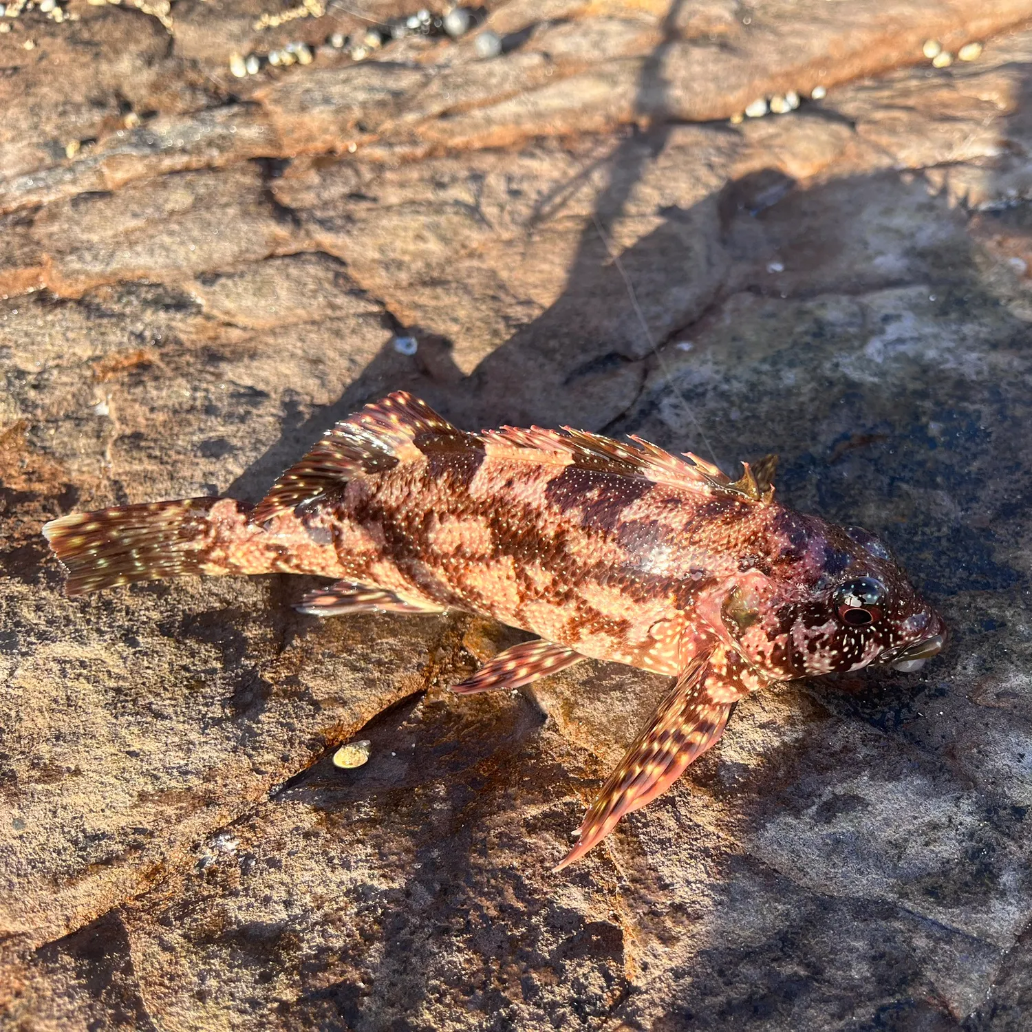 The most recent Eastern kelpfish catches on Fishbrain