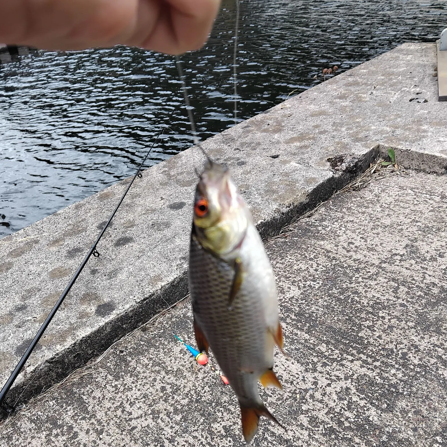 Common roach caught on Fishbrain