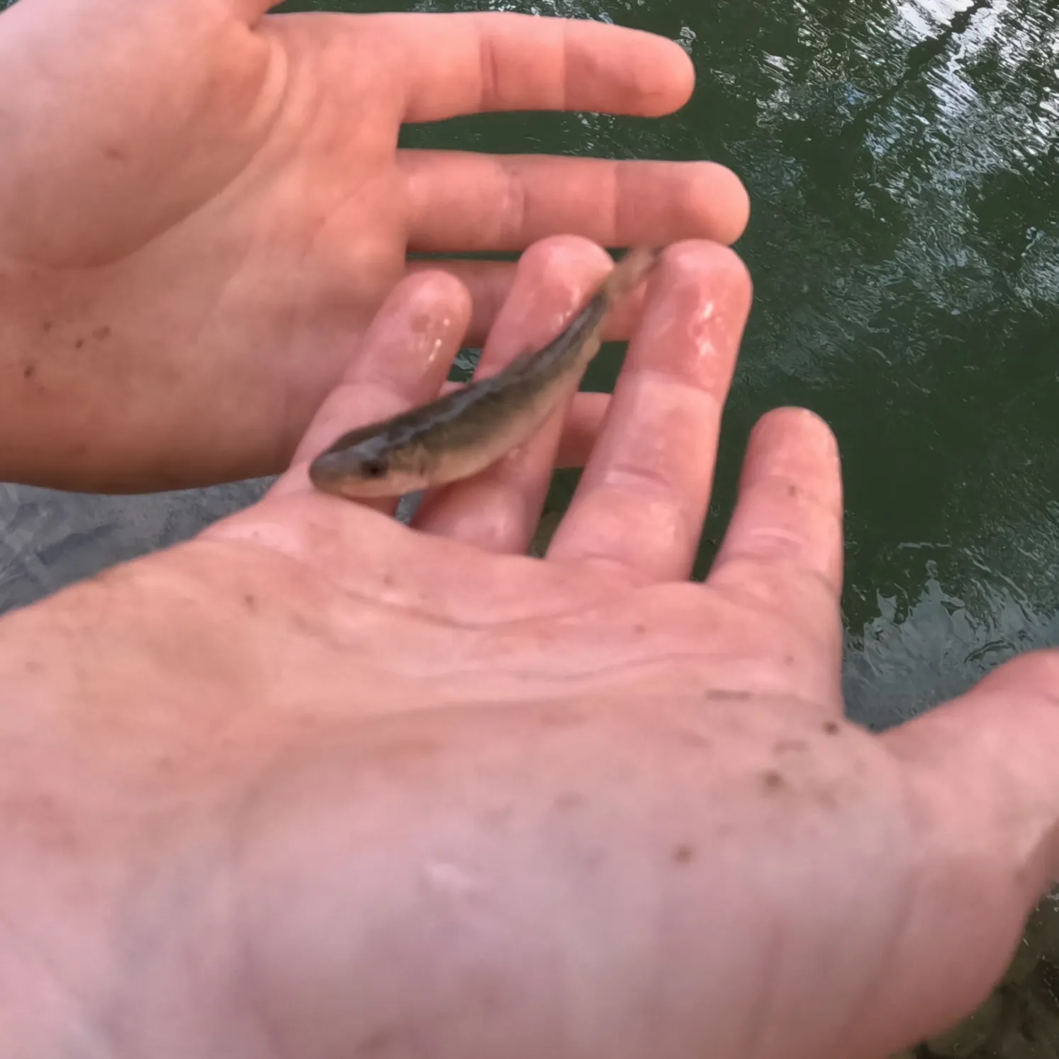 The most recent Longnose dace catches on Fishbrain