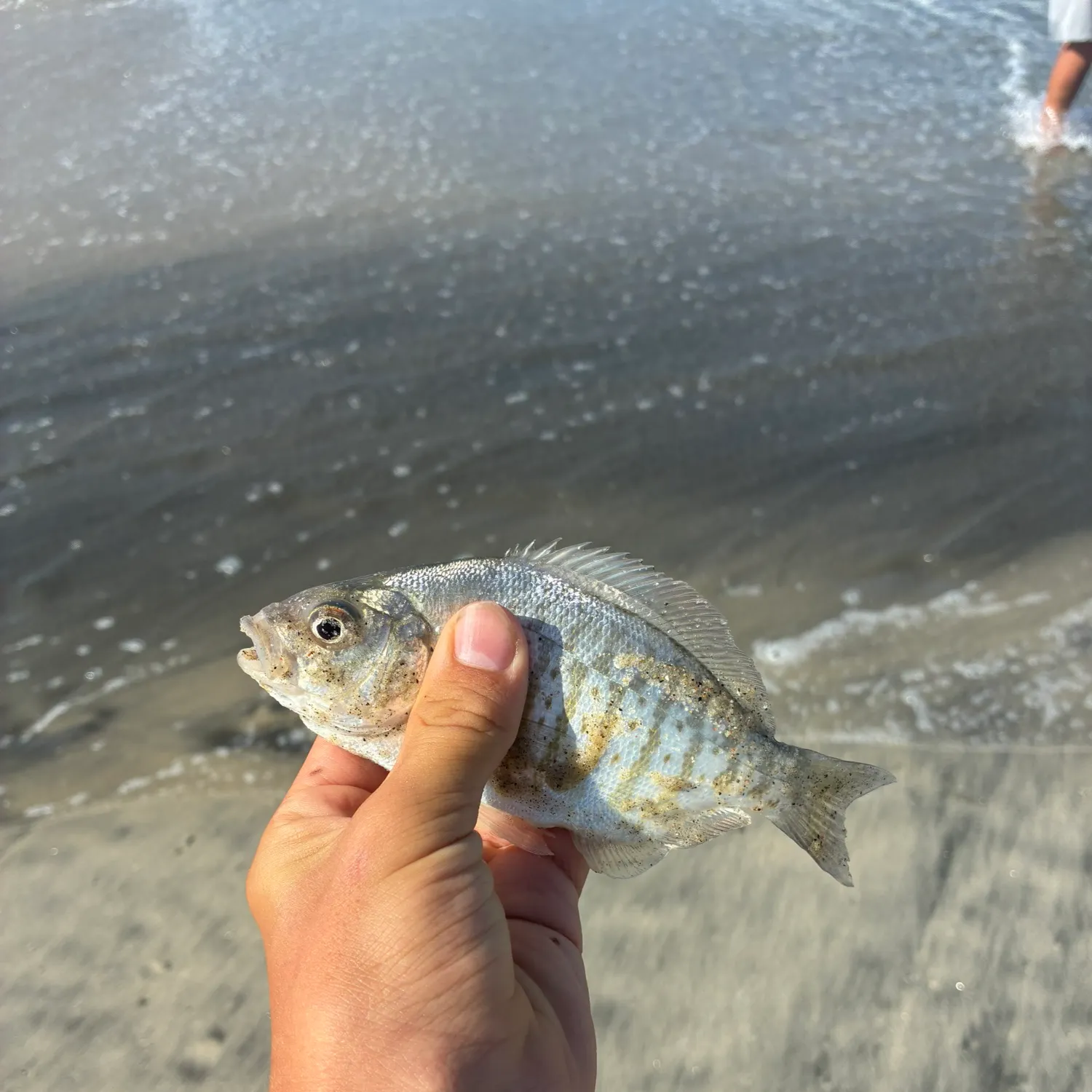 Barred surfperch caught on Fishbrain