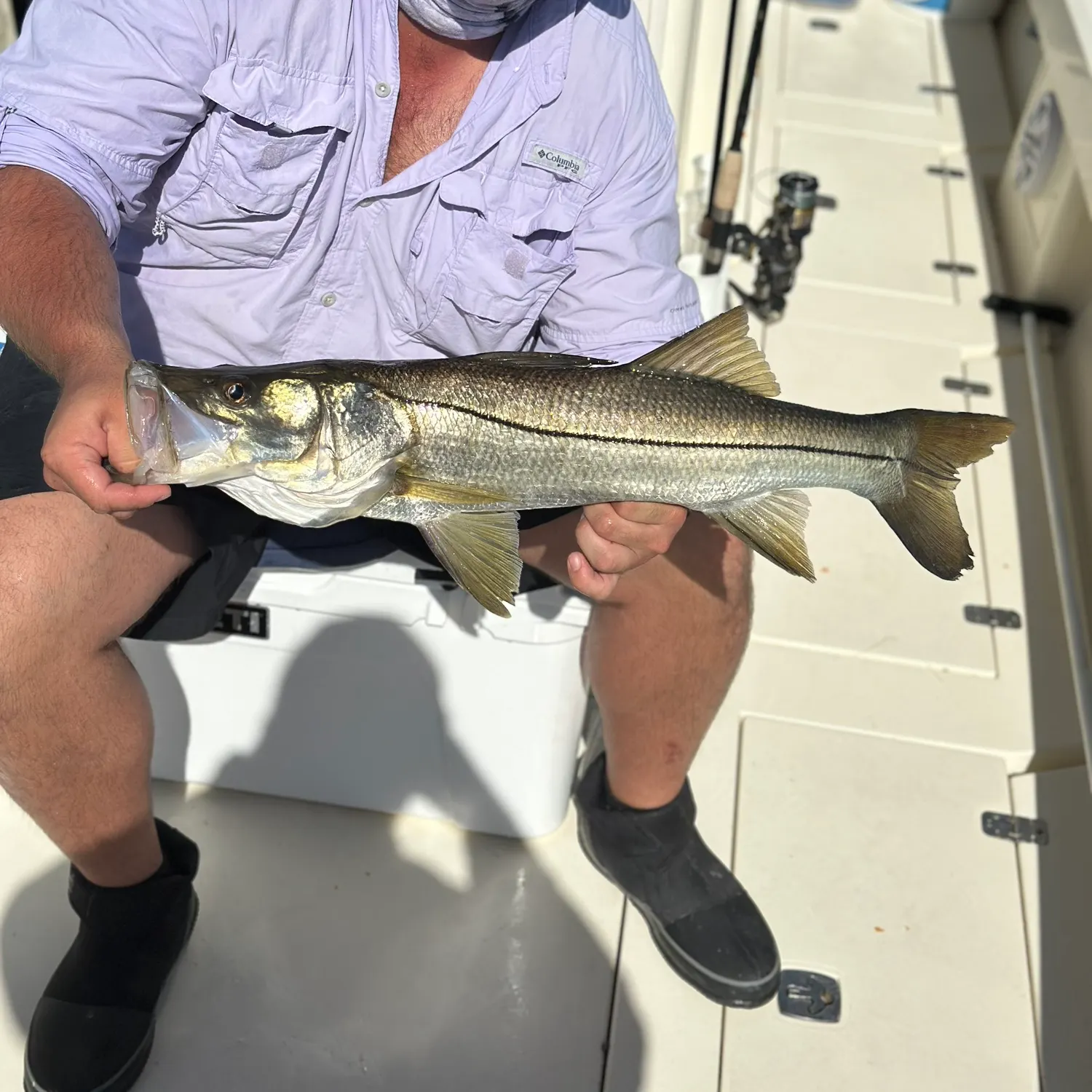The most recent Common snook catches on Fishbrain