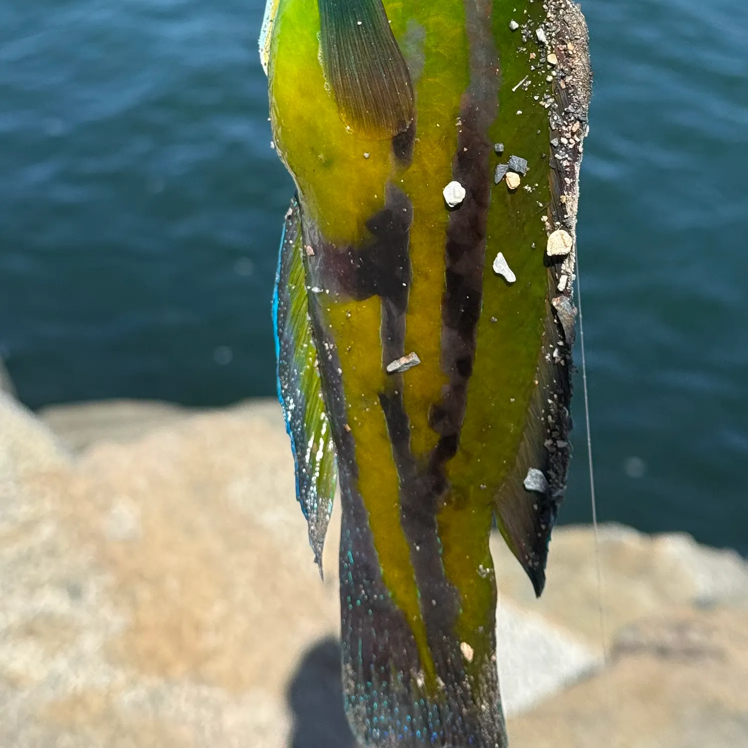 The most recent Patrician wrasse catches on Fishbrain