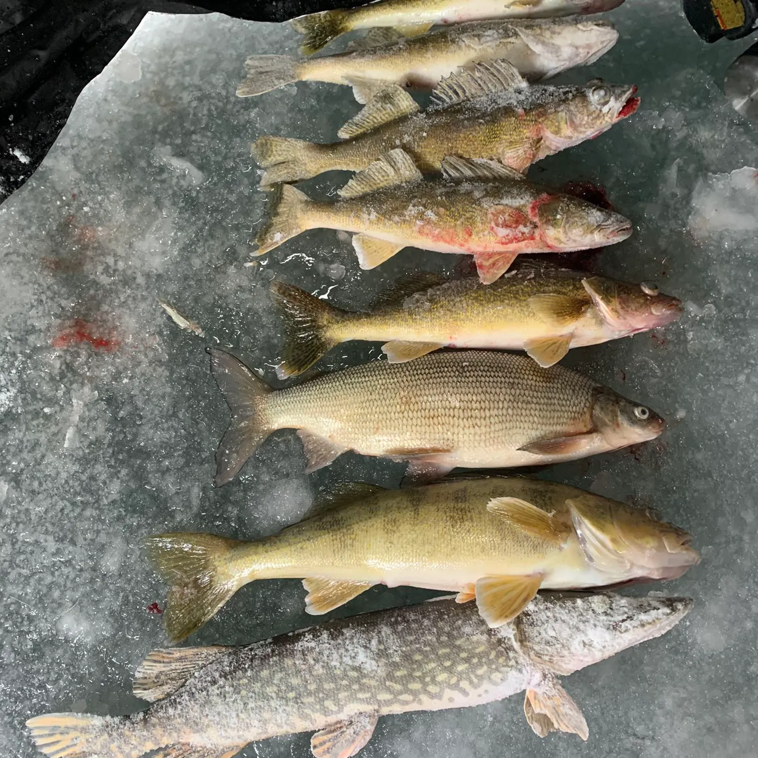 recently logged catches