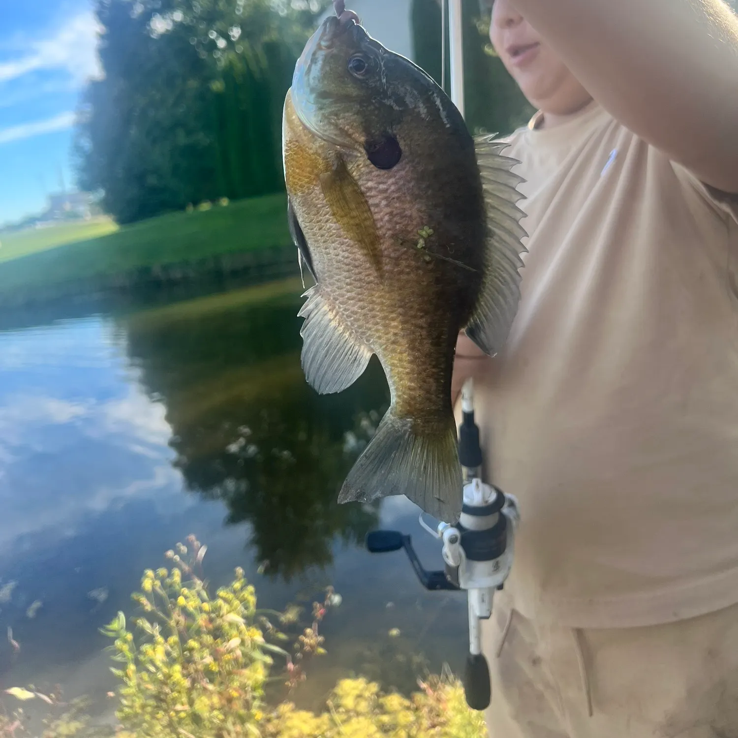Bluegill caught on Fishbrain