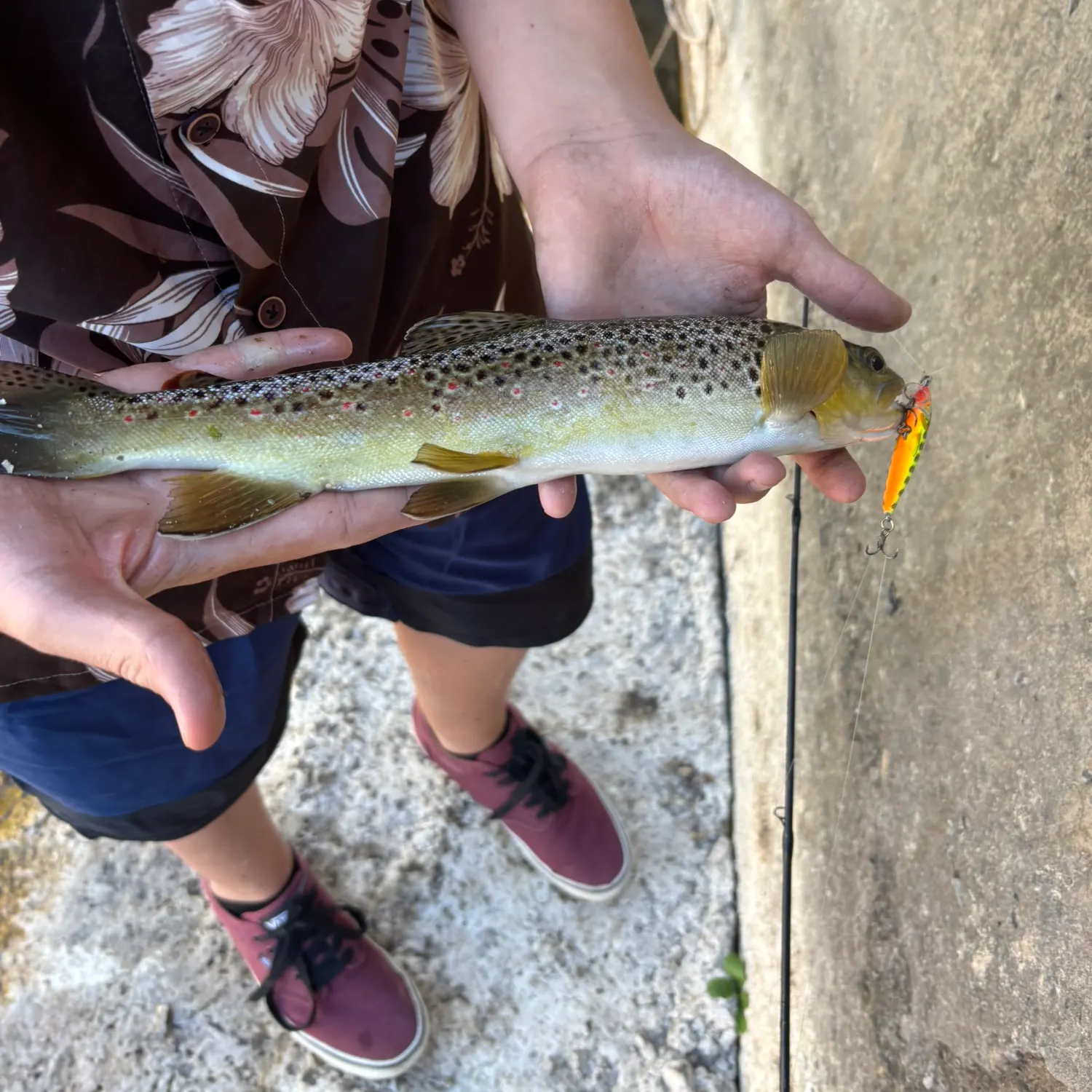 Brown trout caught on Fishbrain