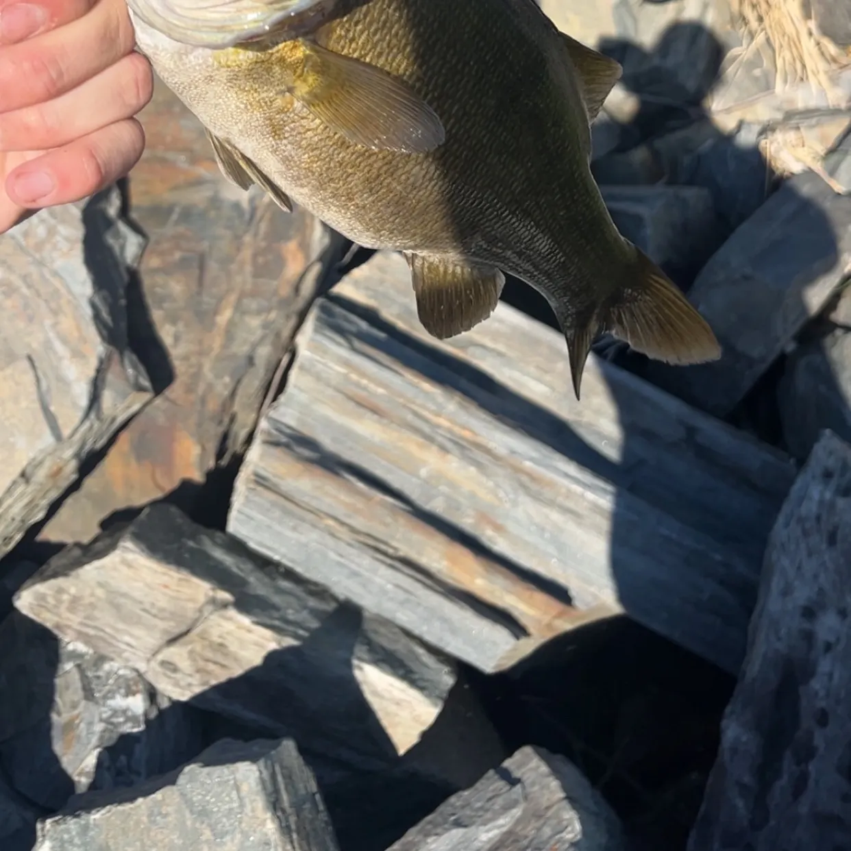 Smallmouth bass caught on Fishbrain