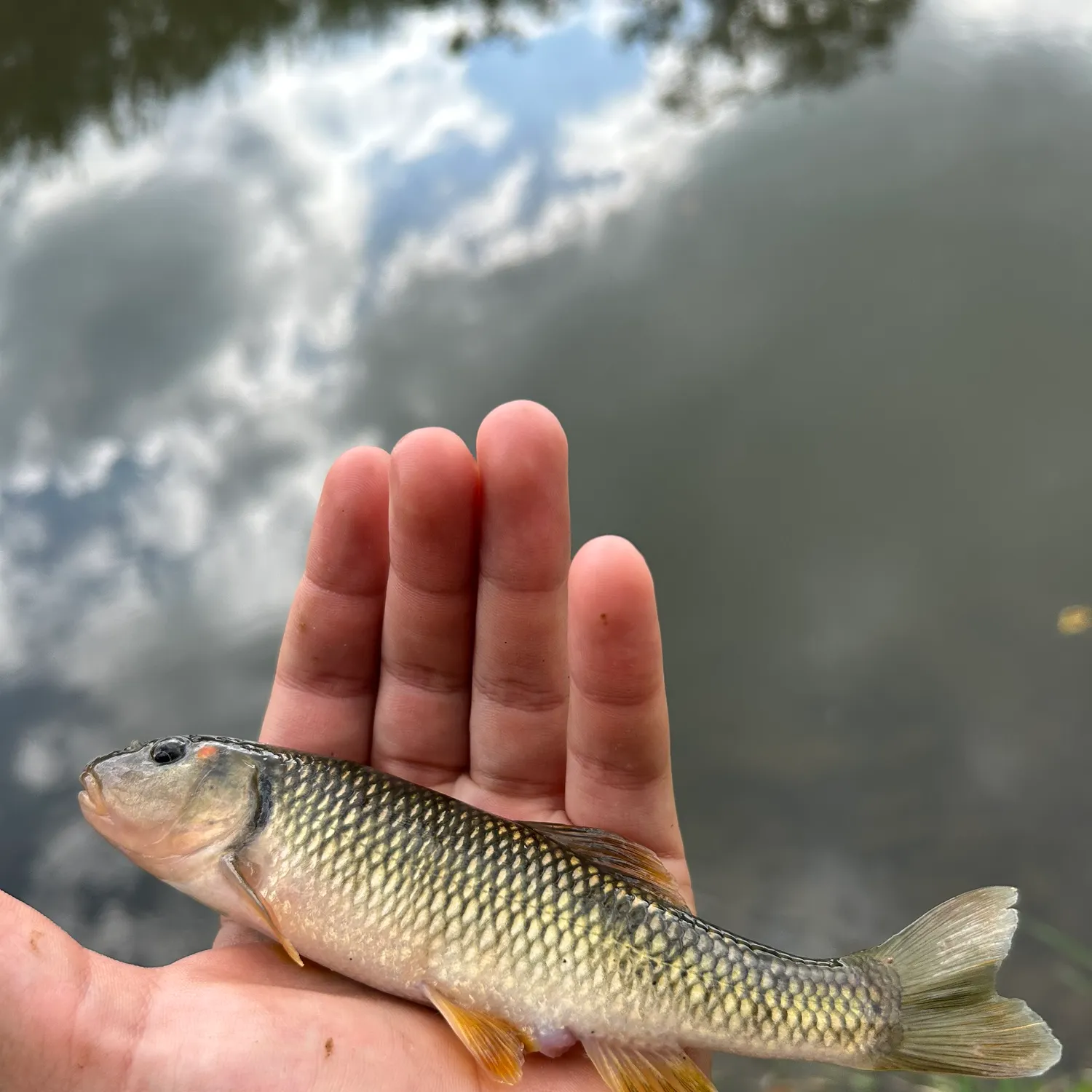 Hornyhead chub caught on Fishbrain
