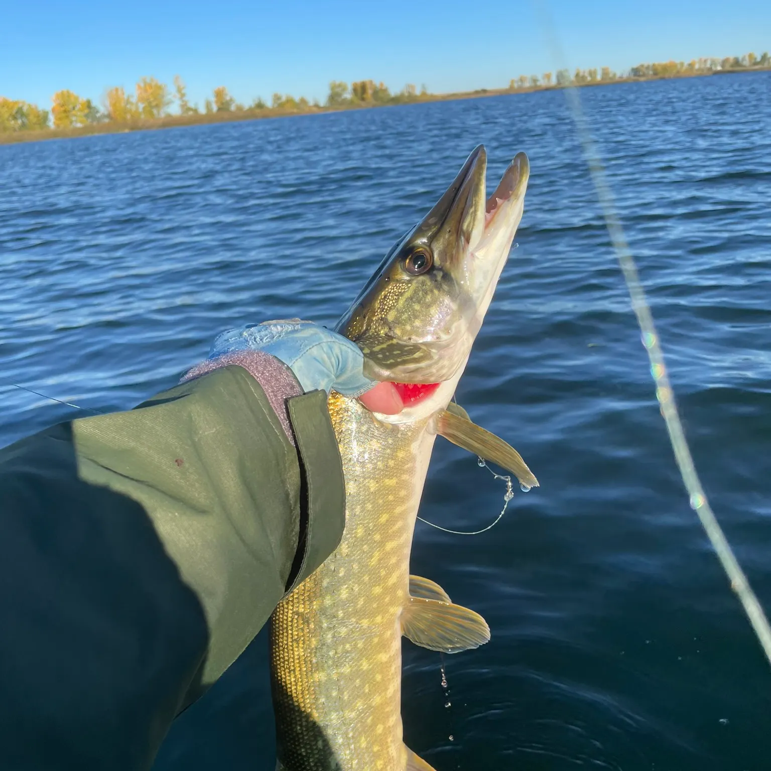 Northern pike caught on Fishbrain