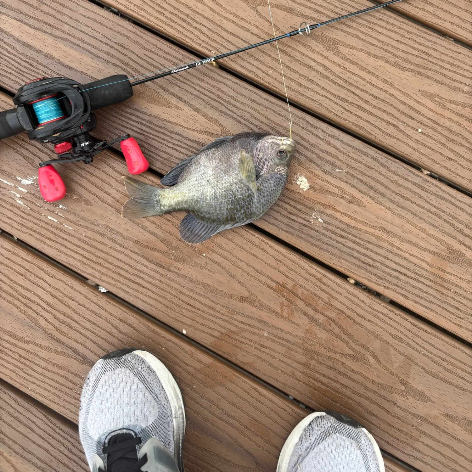 The most recent Coppernose bluegill catches on Fishbrain