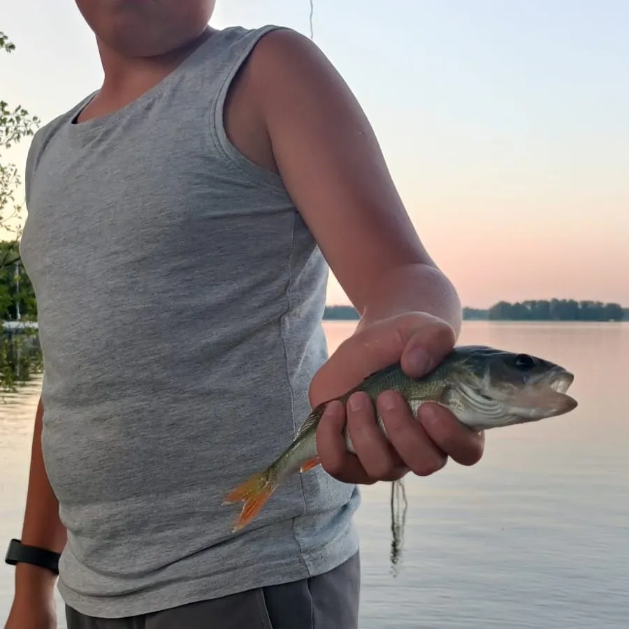 European perch caught on Fishbrain