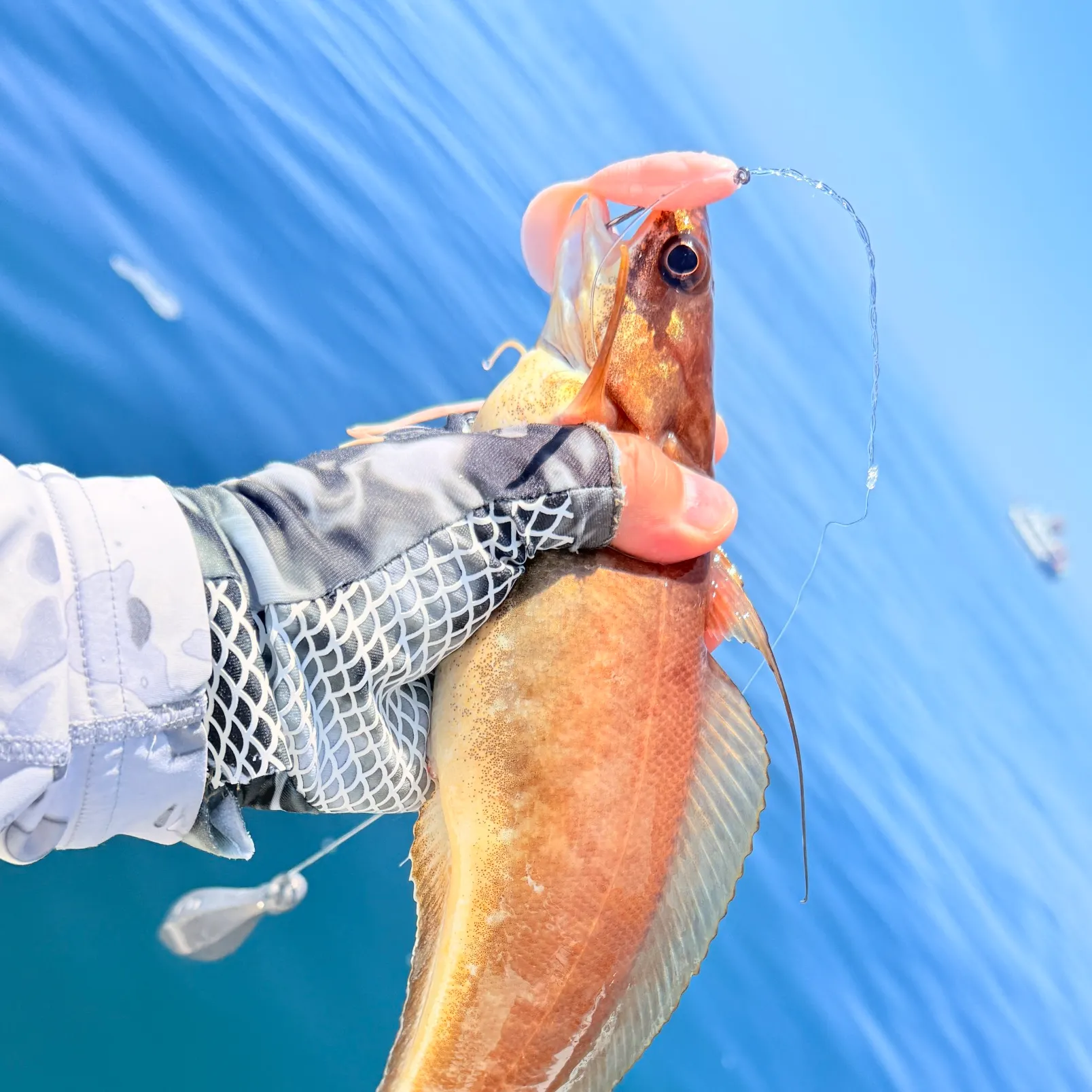 The most recent Red hake catches on Fishbrain