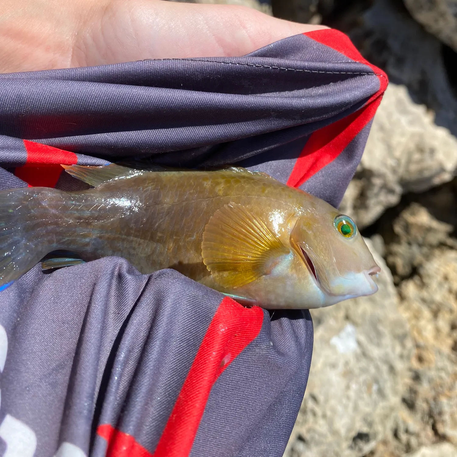 The most recent Baldchin groper catches on Fishbrain