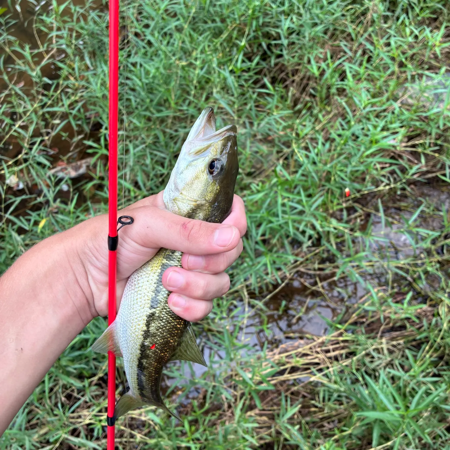 Spotted bass caught on Fishbrain