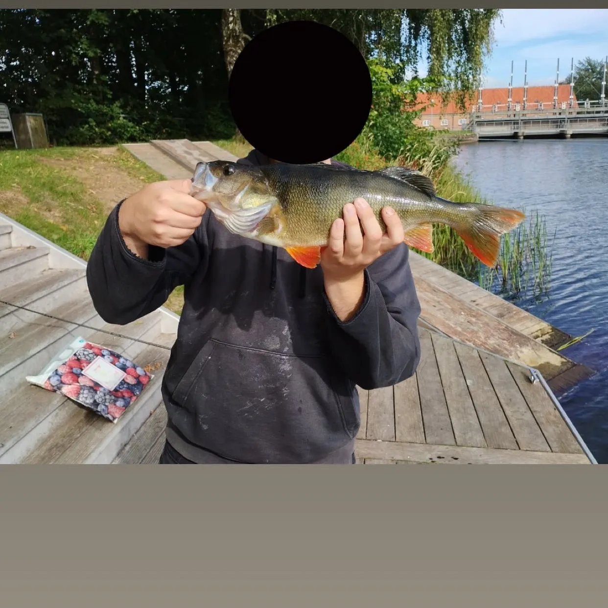 European perch caught on Fishbrain
