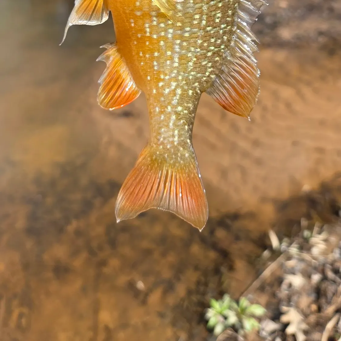 The most recent Longear sunfish catches on Fishbrain