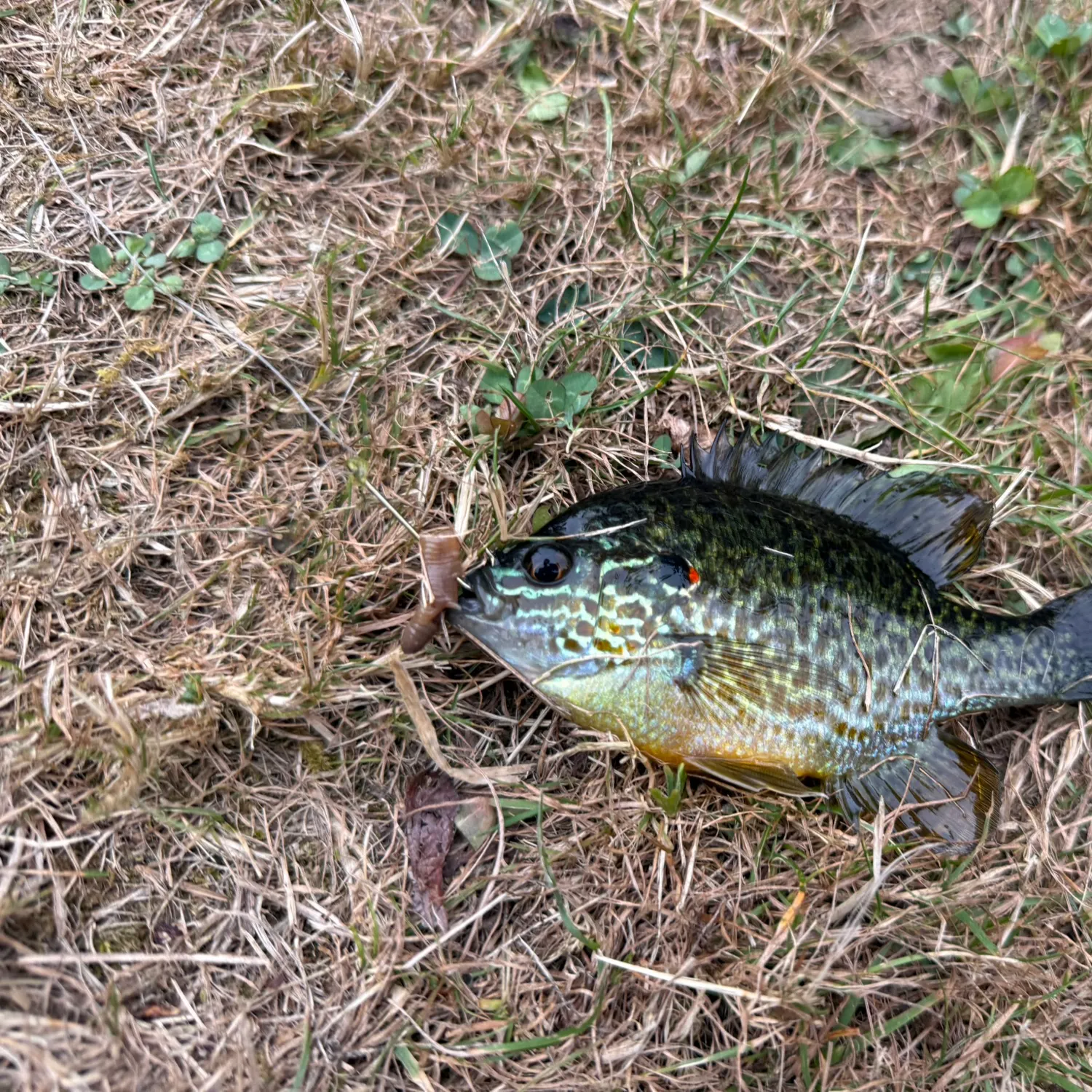 Pumpkinseed caught on Fishbrain