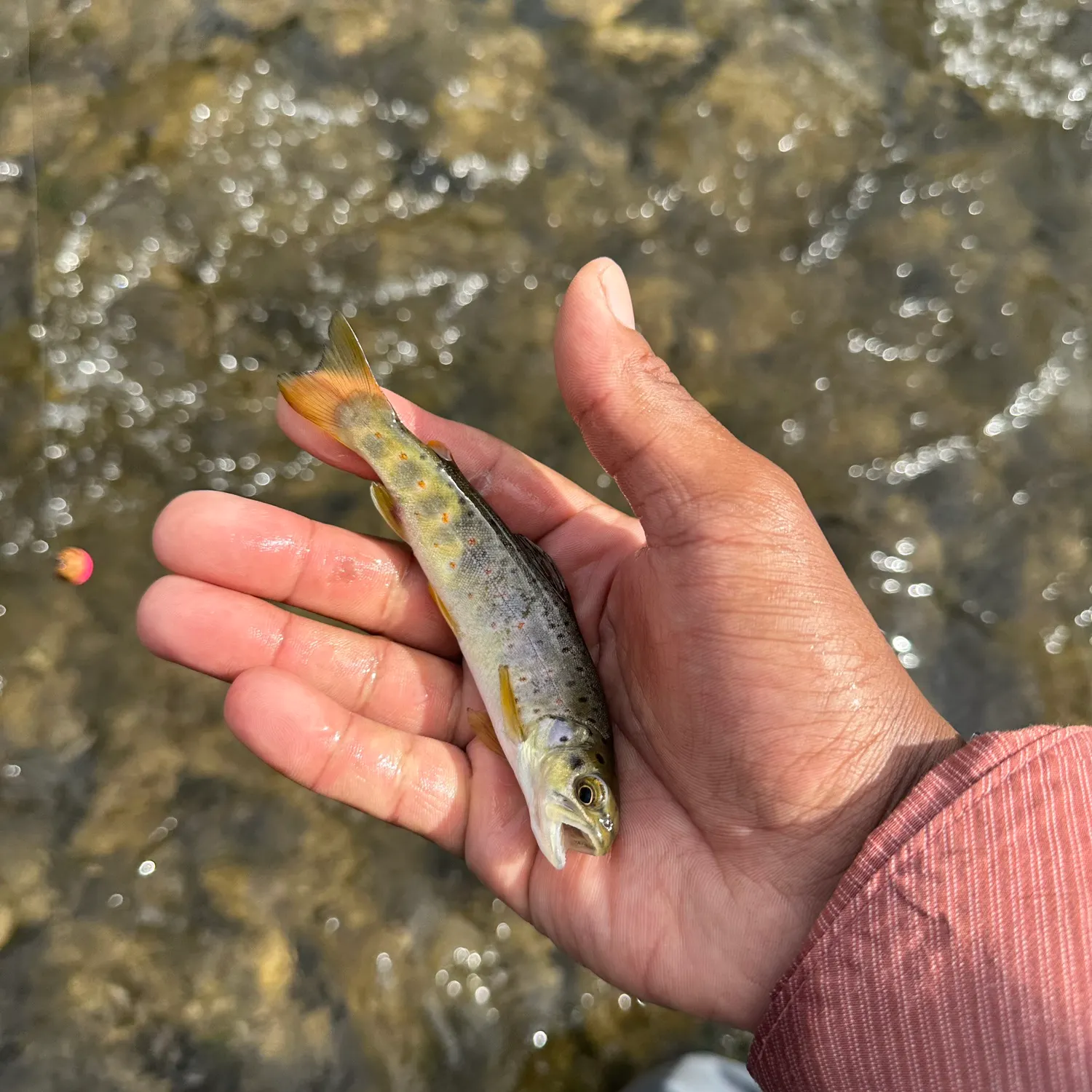 The most recent Golden trout catches on Fishbrain