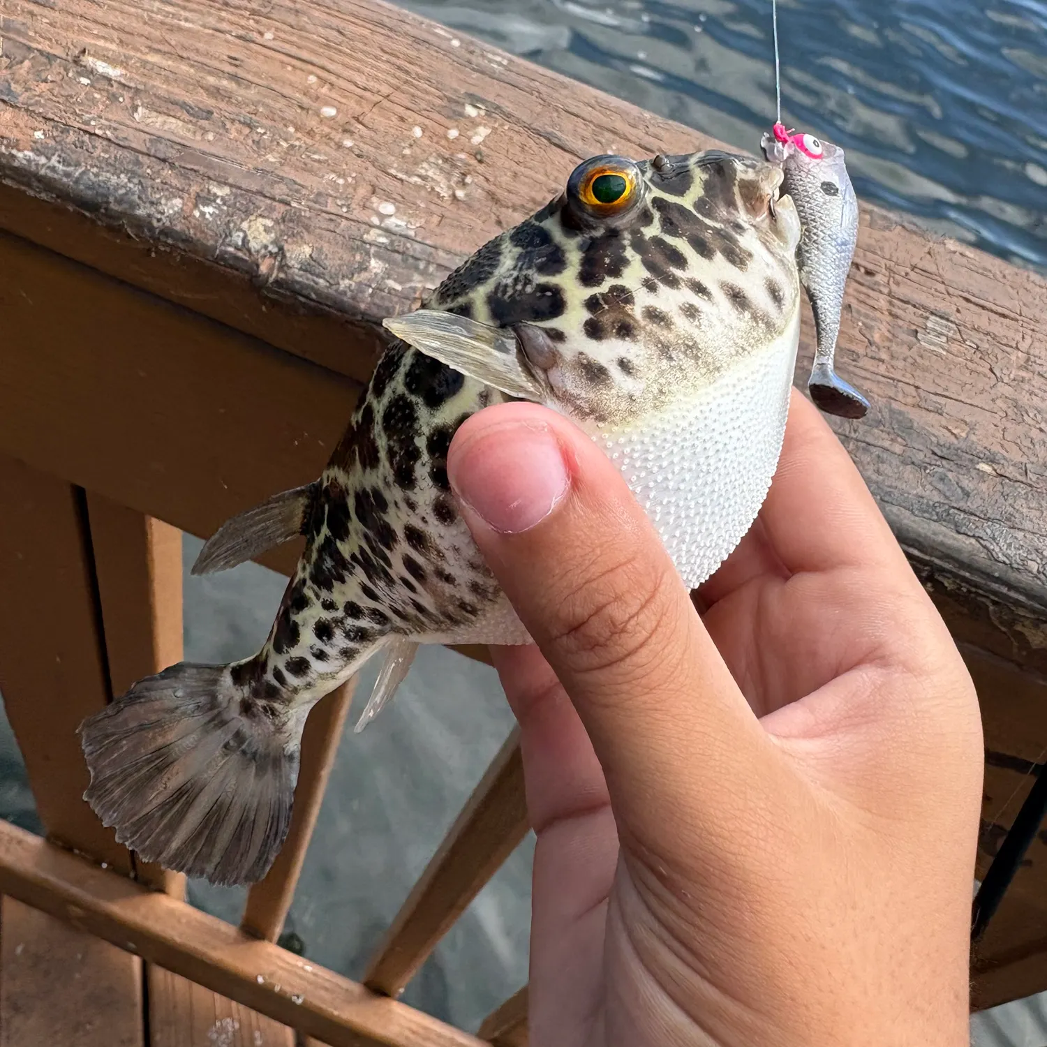 The most recent Checkered puffer catches on Fishbrain