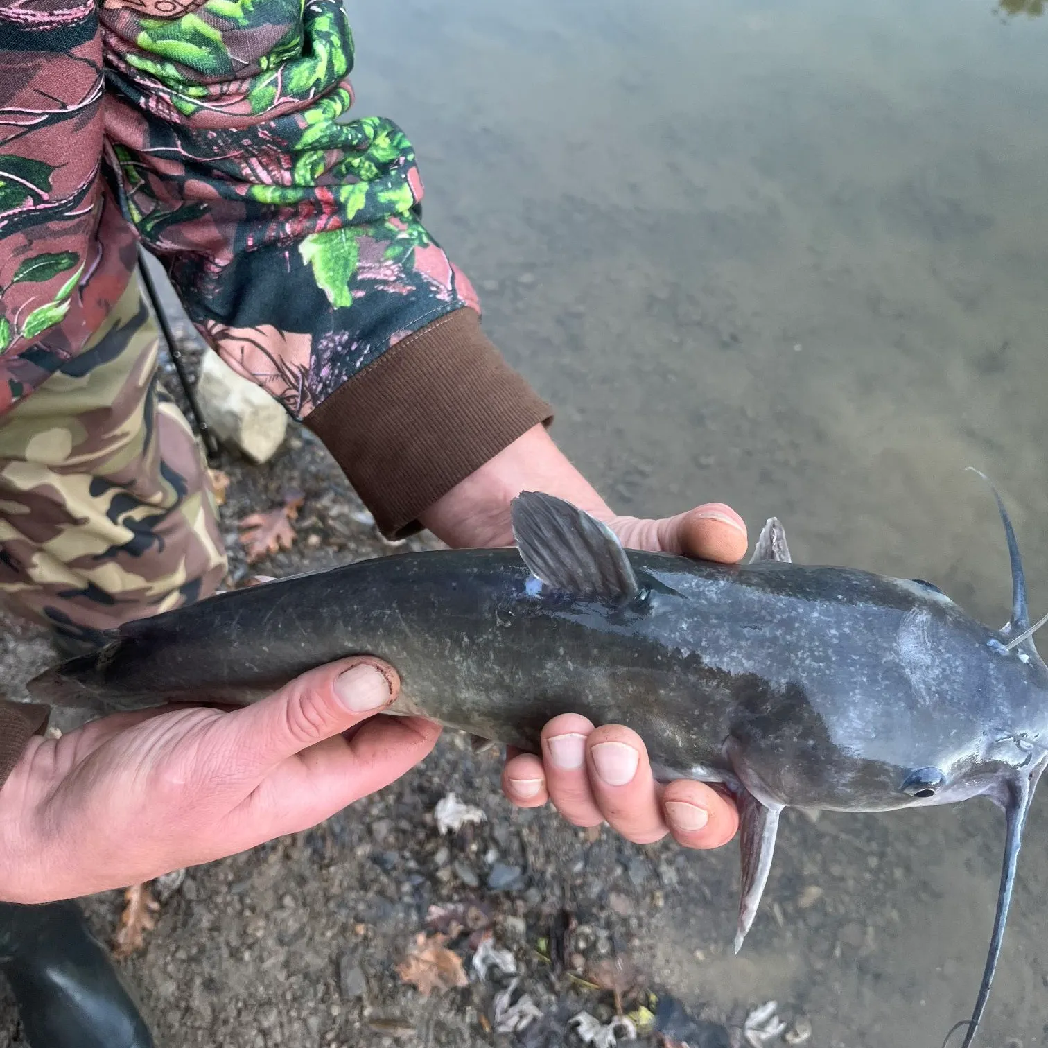 Channel catfish caught on Fishbrain