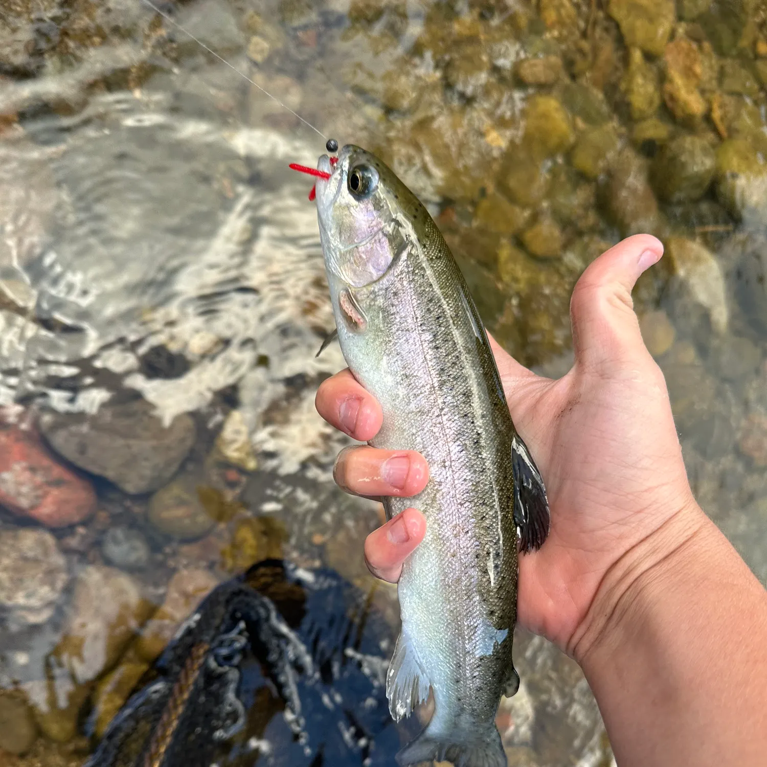 Rainbow trout caught on Fishbrain