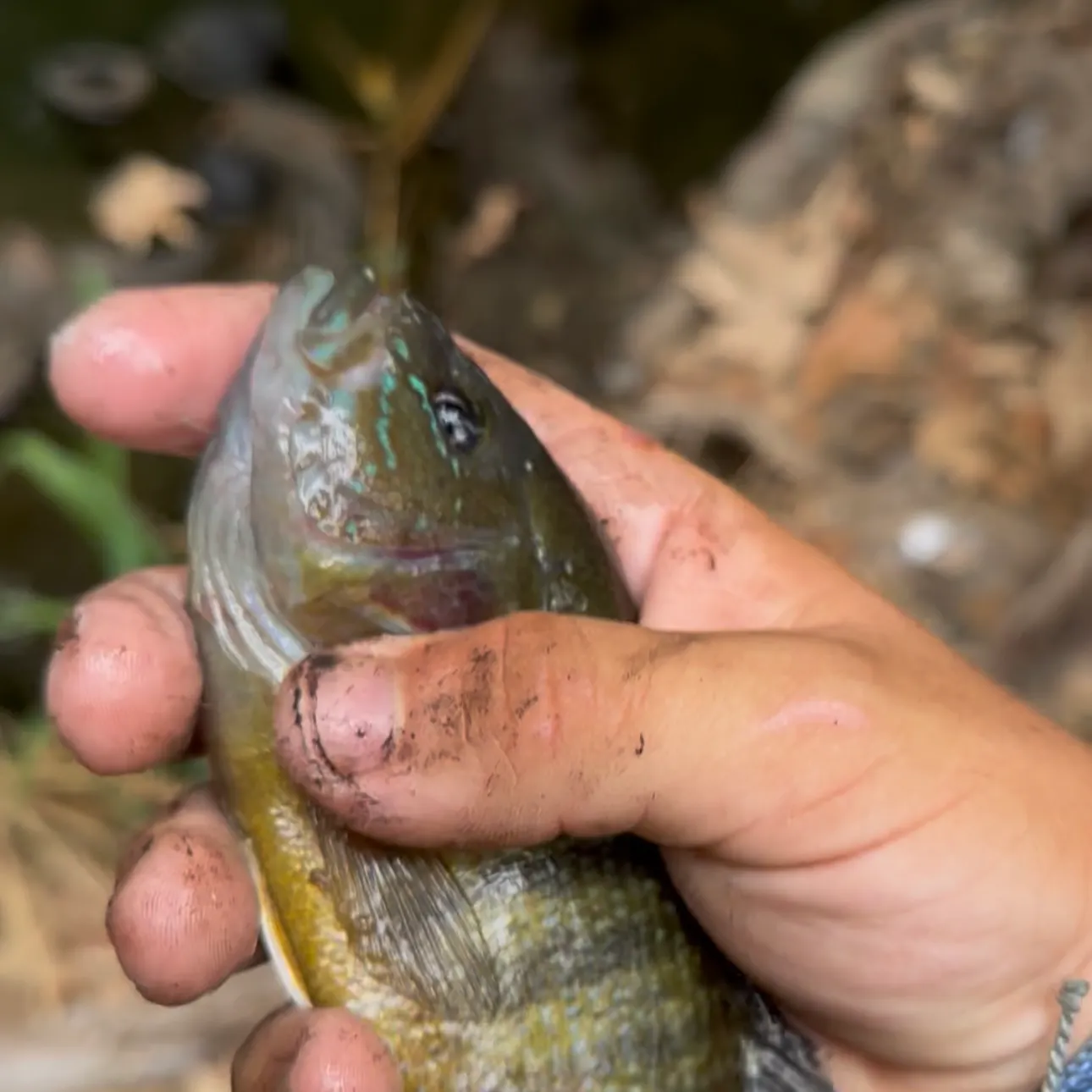 Green sunfish caught on Fishbrain