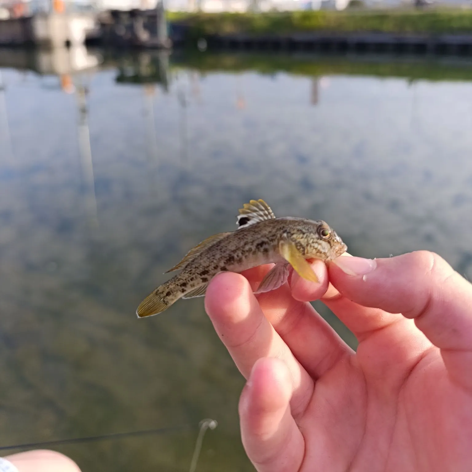 Round goby caught on Fishbrain