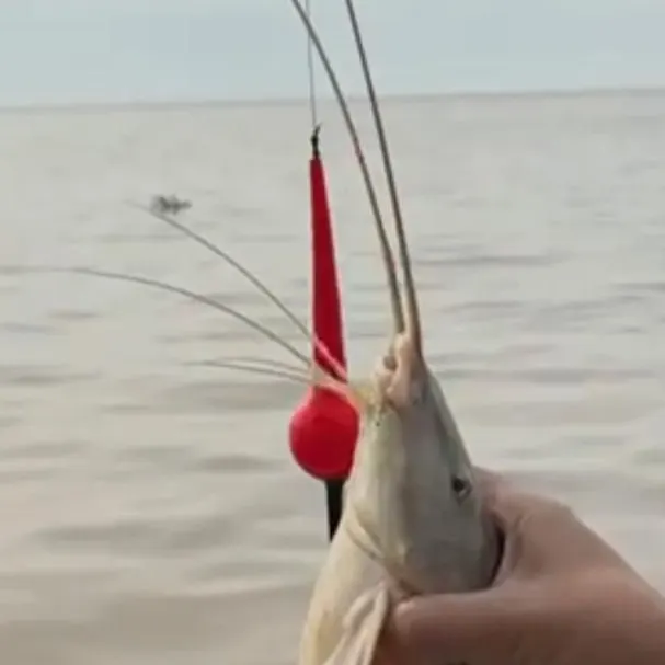 The most recent Pati catches on Fishbrain