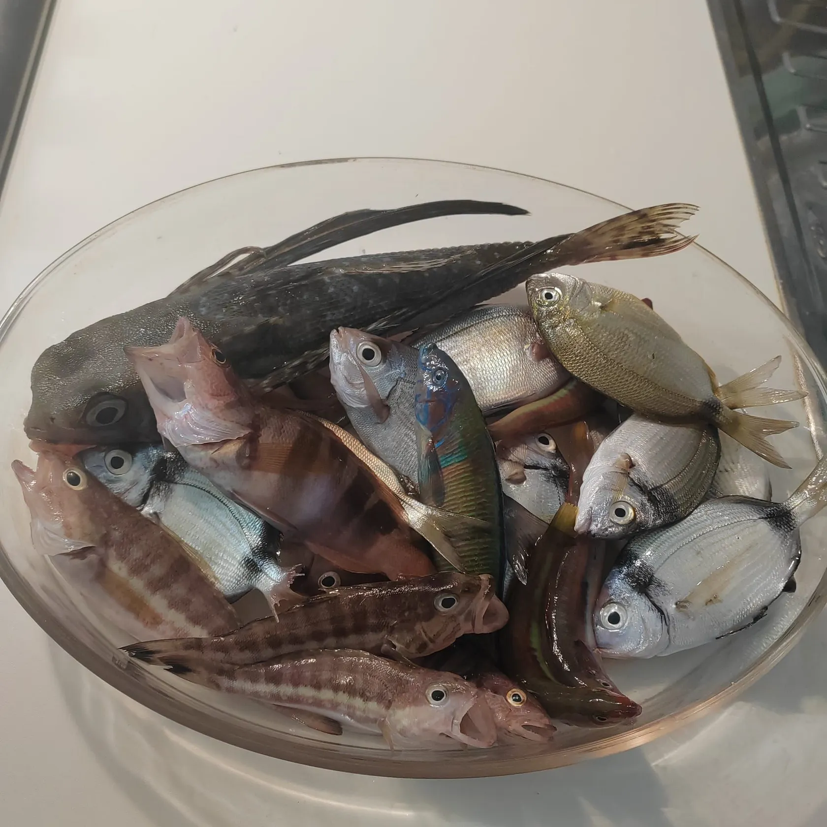 Common two-banded seabream caught on Fishbrain