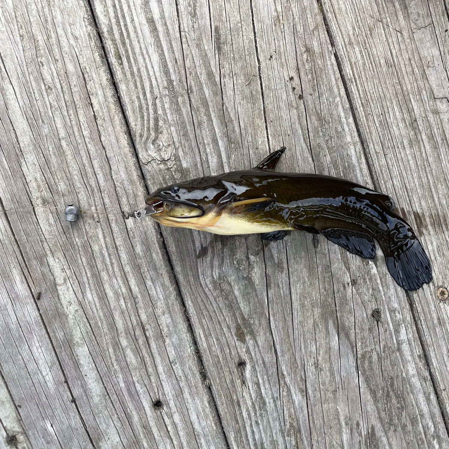 Black bullhead caught on Fishbrain