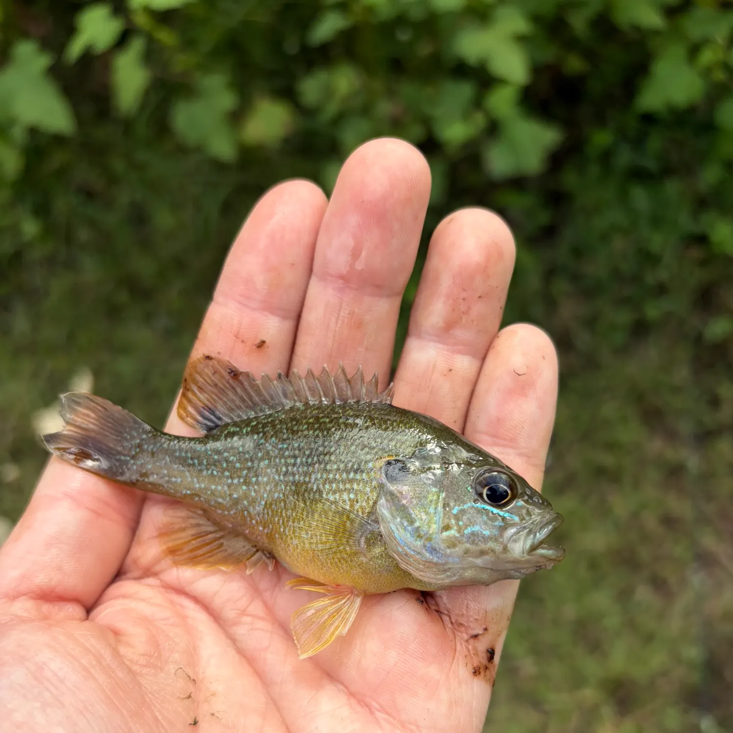 Green sunfish caught on Fishbrain