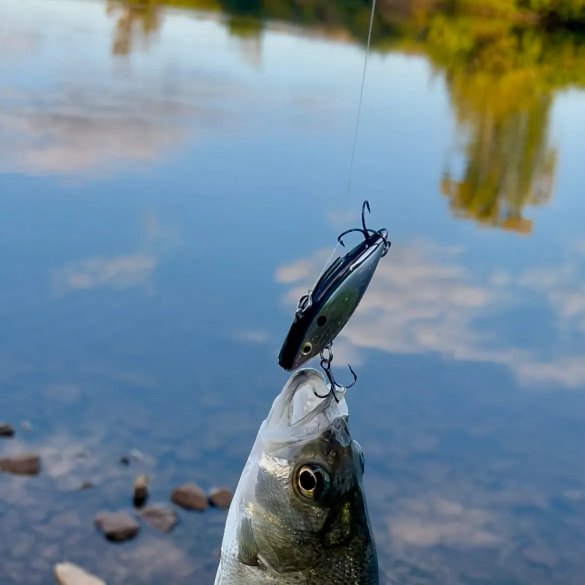 White bass caught on Fishbrain