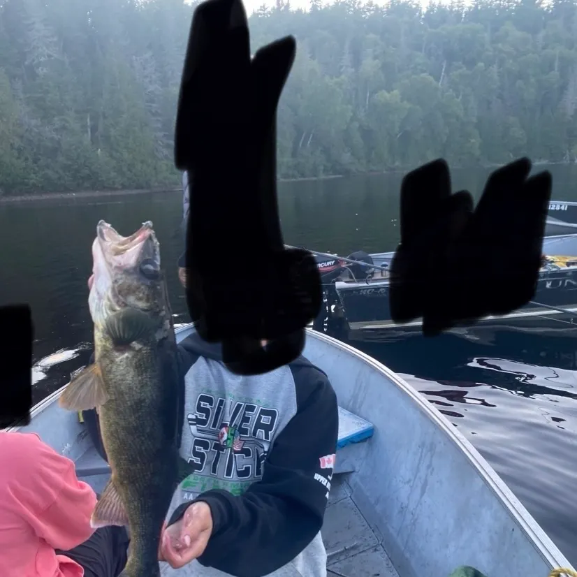 Saugeye caught on Fishbrain