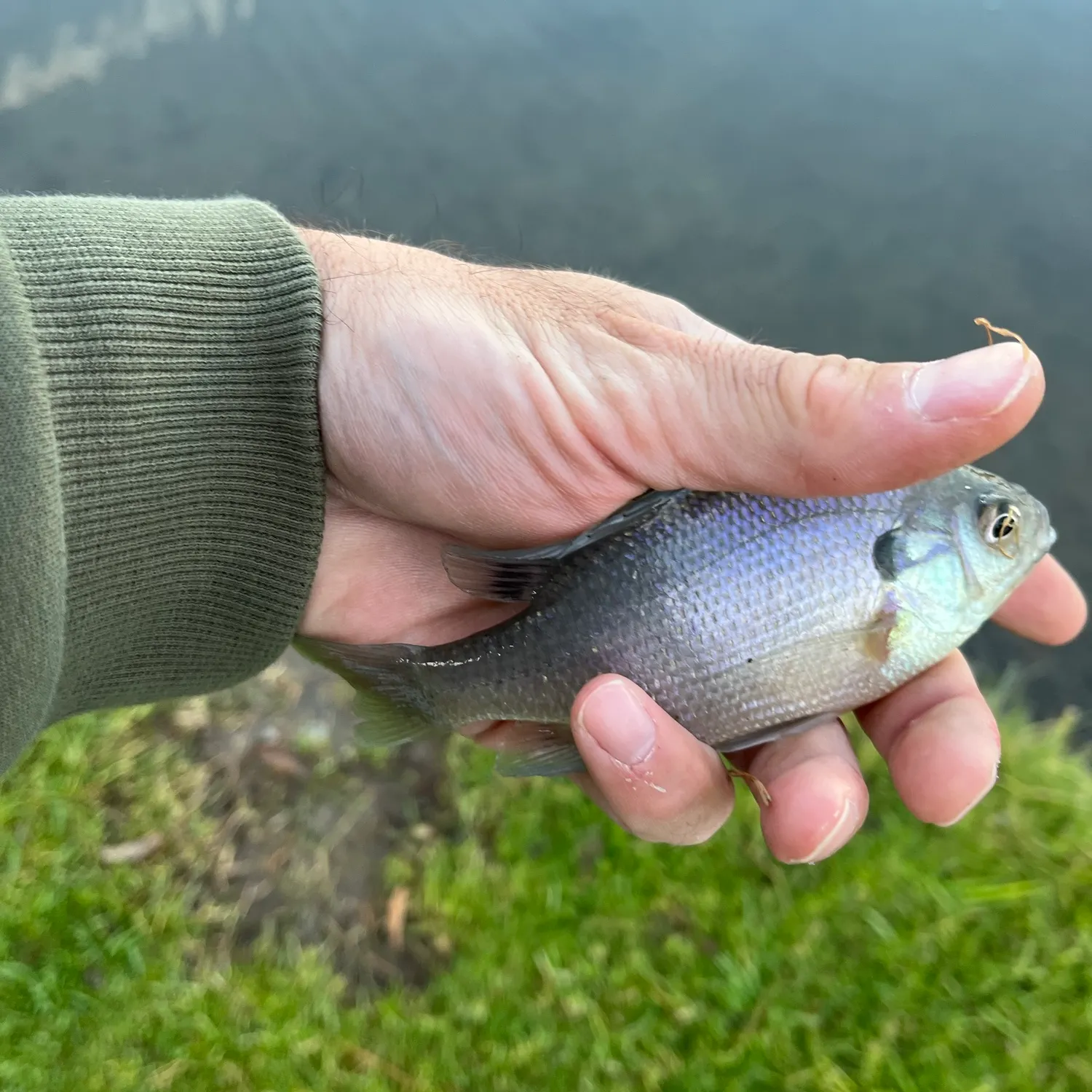 Bluegill caught on Fishbrain