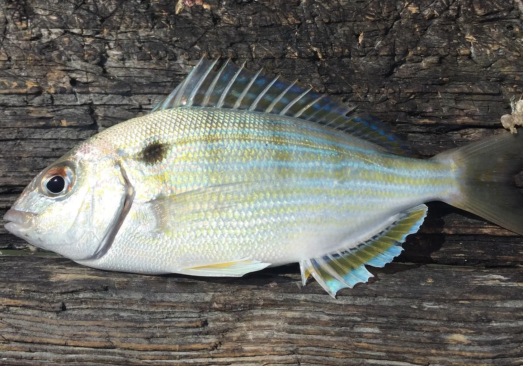 Pinfish